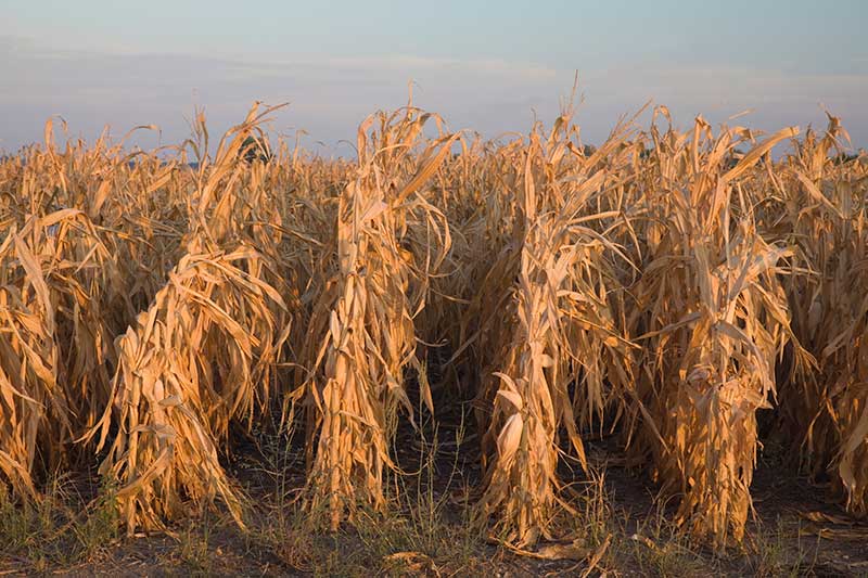 Agripower Fertiliser, Abiotic & Biotic Stress