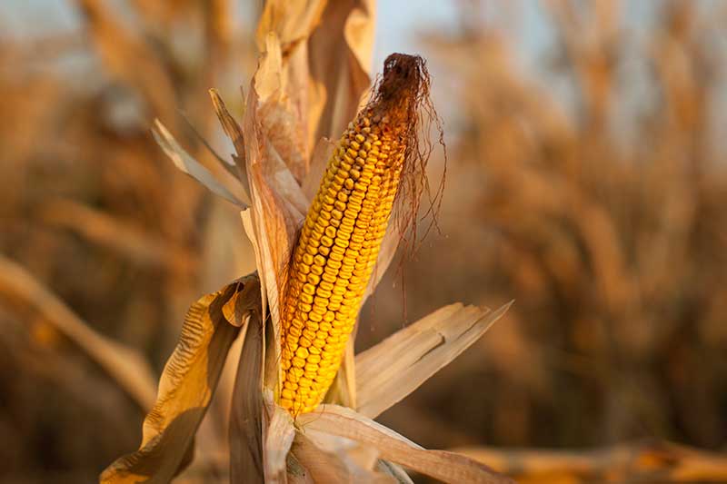 Agripower, Climate Smart Agriculture, Reducing crop losses from stress